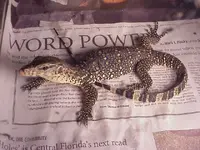 asianwatermonitor2.webp