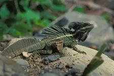 big_male_basilisk.webp