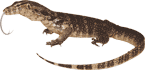 watermonitor.gif