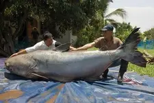 catfish1.webp