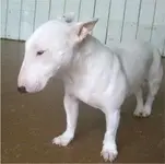 Miniature Bull terrier Medium Web view.webp Miniature Bull terrier Medium Web view.webp