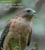 edited geico.webp