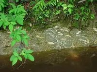 DSC00914.webp