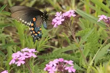 Pipevine Swallowtail5 (650x433).webp
