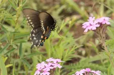 Pipevine Swallowtail in flight (650x433).webp