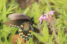 Pipevine Swallowtail2 (650x433).webp