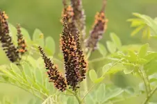 Indigo Bush (650x433).webp