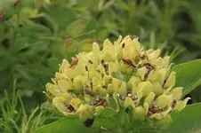 Spider Milkweed2 (650x433).webp