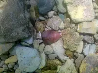 Arrowhead Triangle July 17 2010.webp