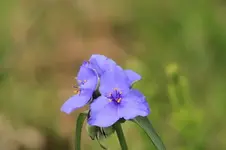 spiderwort2 (650x433).webp
