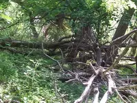 100_0940.webp