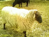 PICT0008.webp
