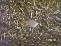 gold1  foreign object.webp
