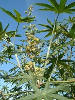 CastorBean_Leaves_Flowers_and_YoungFruit.webp