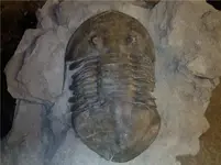 isotelus.webp
