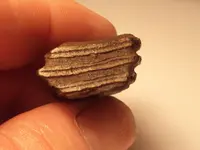 Capybara molar fragment.webp