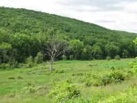 Pasture 005.webp