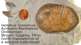 trilobiteisotelusmaximus.webp