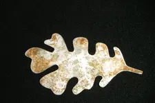 Oak Leaf Small.webp