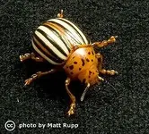 240px-False_potato_beetle.webp