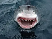 800px-jaws_great_white_shark_south_australia_1138572075.webp 800px-jaws_great_white_shark_south_australia_1138572075.webp