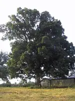 oak3 small.webp