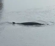 whale 001.webp