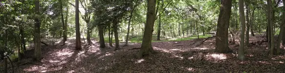 Woods_Panoramic.webp