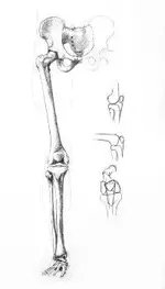 leg-bones.webp