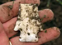 insitu 7 a.webp