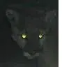 avatar_31962.webp