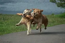 Stick_Chasing.webp