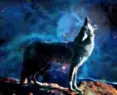 avatar_52446.webp