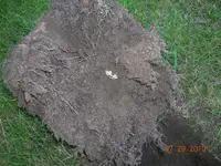 DSCN3955.webp