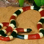 coral snake2.webp