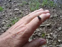 Tiny Critters 001.webp
