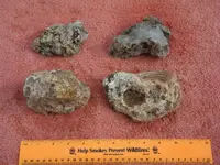 DSCN0544.webp