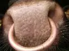 ring b.webp