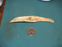 bone 1.webp