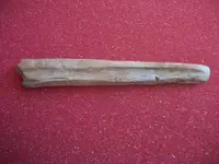 Awls12.webp