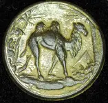 camel_1.webp