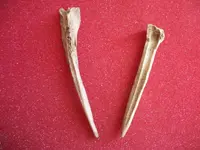 Awls17.webp
