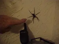 spider#1.webp