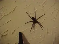 spider#2.webp