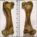 DeerFemurs.webp