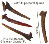 catfishspines.webp