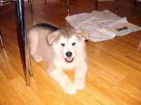 ham 005.webp