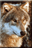 avatar_21455.gif