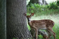 fawn_1_9x6.webp