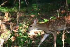 fawn_2_9x6.webp